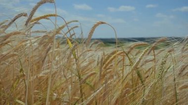 Yaz aylarında bir alanda çavdar sivri