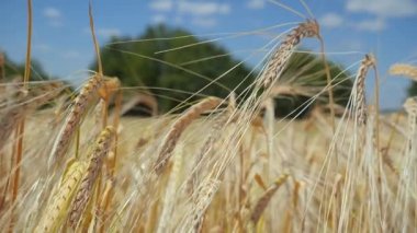 Yaz aylarında bir alanda çavdar sivri