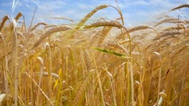 Yaz aylarında bir alanda çavdar sivri