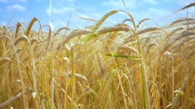 Yaz aylarında bir alanda çavdar sivri