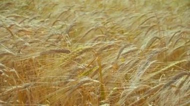 Yaz aylarında bir alanda çavdar sivri
