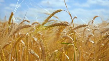 Yaz aylarında bir alanda çavdar sivri