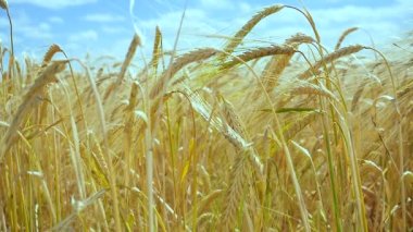 Yaz aylarında bir alanda çavdar sivri