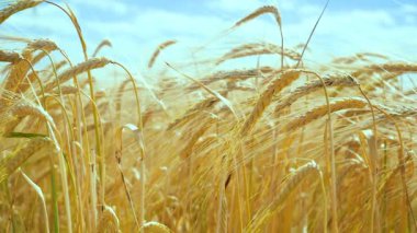 Yaz aylarında bir alanda çavdar sivri