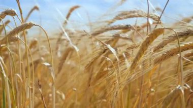 Yaz aylarında bir alanda çavdar sivri