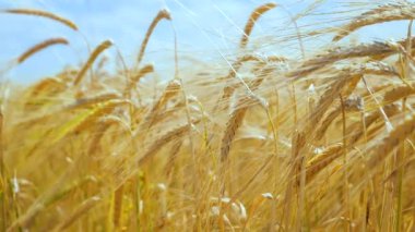 Yaz aylarında bir alanda çavdar sivri