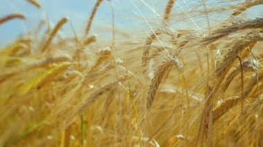 Yaz aylarında bir alanda çavdar sivri