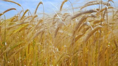 Yaz aylarında bir alanda çavdar sivri