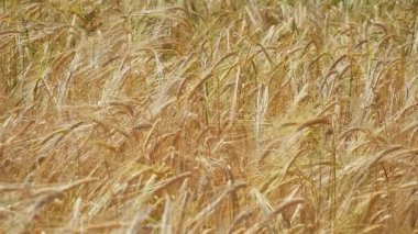 Yaz aylarında bir alanda çavdar sivri