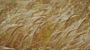 Yaz aylarında bir alanda çavdar sivri
