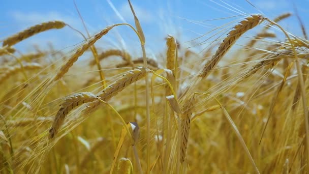 Roggen Stacheln Auf Einem Feld Sommer — Stockvideo