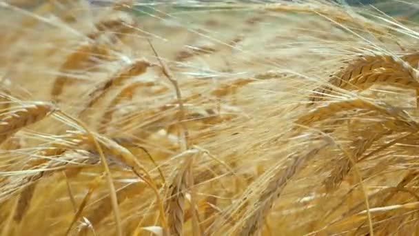 Roggen Stacheln Auf Einem Feld Sommer — Stockvideo