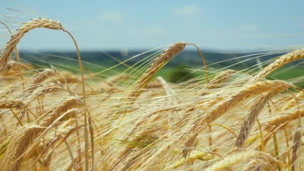 Rogge Spikeletten Een Veld Zomer — Stockvideo