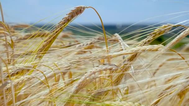 Rogge Spikeletten Een Veld Zomer — Stockvideo