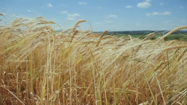 Espiguetas Centeio Campo Verão — Vídeo de Stock