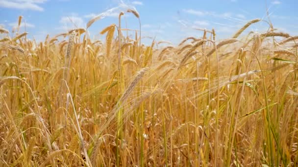 Las Espiguillas Centeno Campo Verano — Vídeos de Stock