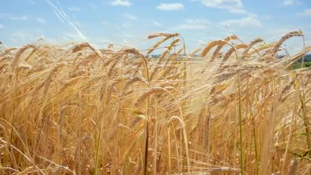 Rogge Spikeletten Een Veld Zomer — Stockvideo