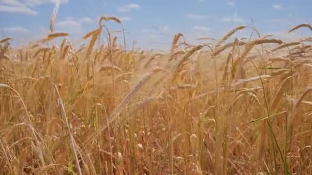 Roggen Stacheln Auf Einem Feld Sommer — Stockvideo