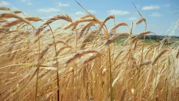 Roggen Stacheln Auf Einem Feld Sommer — Stockvideo