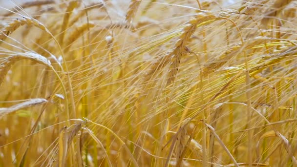 Roggen Stacheln Auf Einem Feld Sommer — Stockvideo