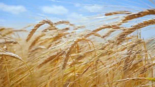 Roggen Stacheln Auf Einem Feld Sommer — Stockvideo