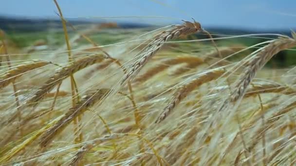 Rogge Spikeletten Een Veld Zomer — Stockvideo