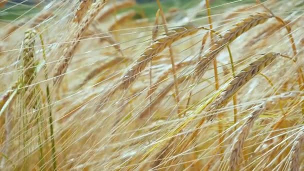 夏の野原でライ麦の小冊子 — ストック動画