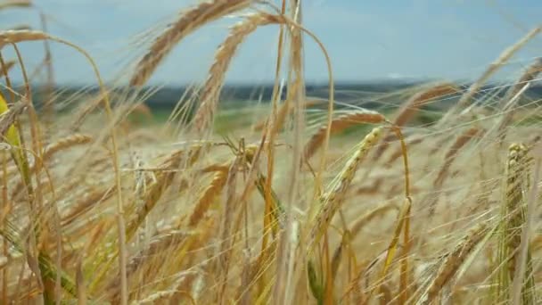 Rogge Spikeletten Een Veld Zomer — Stockvideo