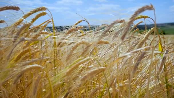 Las Espiguillas Centeno Campo Verano — Vídeos de Stock