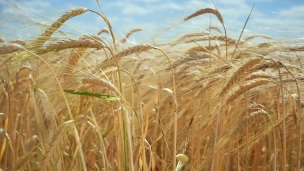 Roggen Stacheln Auf Einem Feld Sommer — Stockvideo