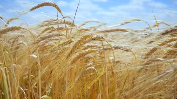 Espiguetas Centeio Campo Verão — Vídeo de Stock