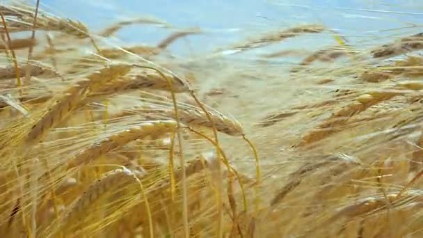 Roggen Stacheln Auf Einem Feld Sommer — Stockvideo