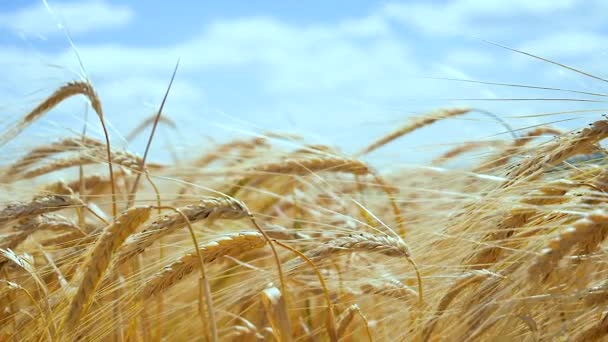 Rogge Spikeletten Een Veld Zomer — Stockvideo