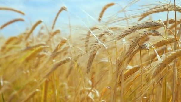 Rye Spikelets Field Summer — Stock Video