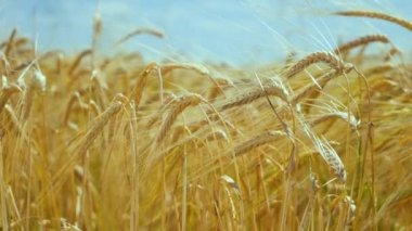 Yaz aylarında bir alanda çavdar sivri