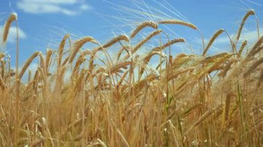 Yaz aylarında bir alanda çavdar sivri