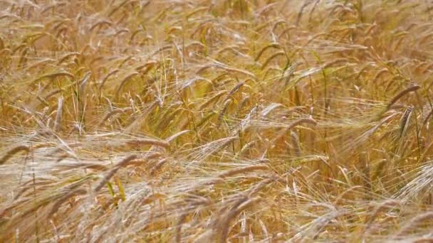 Rogge Spikeletten Een Veld Zomer — Stockvideo