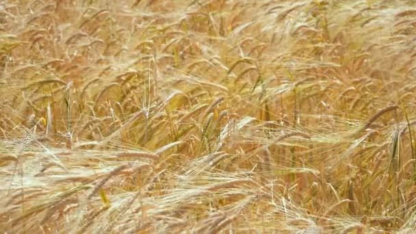 Rye Spikelets Field Summer — Stock Video