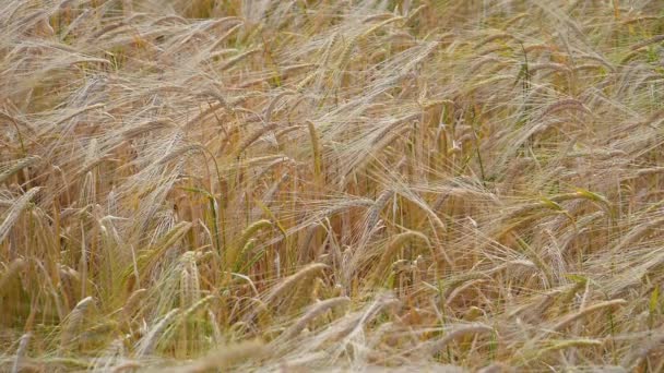 Espiguetas Centeio Campo Verão — Vídeo de Stock