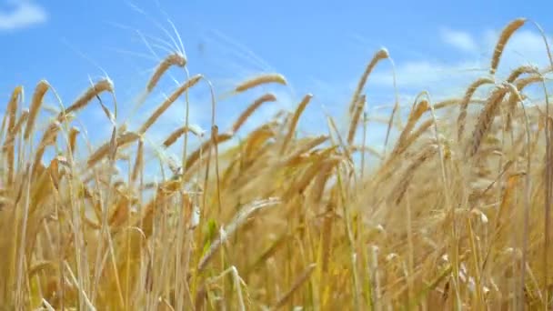 Espiguetas Centeio Campo Verão — Vídeo de Stock