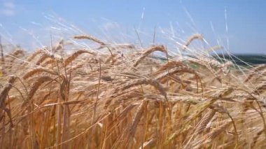 Yaz aylarında bir alanda çavdar sivri