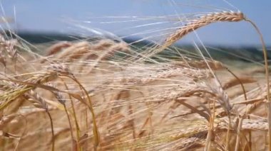 Yaz aylarında bir alanda çavdar sivri