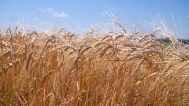 Yaz aylarında bir alanda çavdar sivri