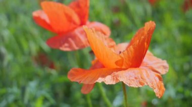 Gün doğumunda bir tarlada kırmızı yabani haşhaş çiçeği