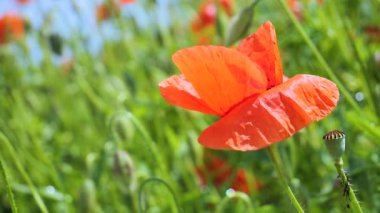 Gün doğumunda bir tarlada kırmızı yabani haşhaş çiçeği