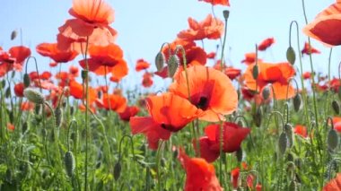 Gün doğumunda bir tarlada kırmızı yabani haşhaş çiçeği