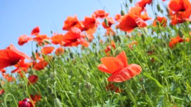Gün doğumunda bir tarlada kırmızı yabani haşhaş çiçeği