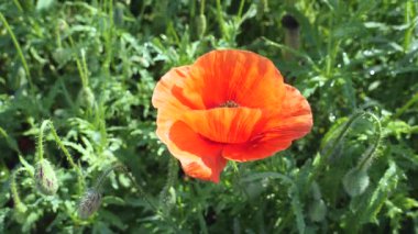 Gün doğumunda bir tarlada kırmızı yabani haşhaş çiçeği