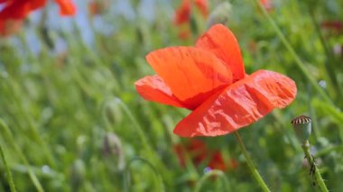 Gün doğumunda bir tarlada kırmızı yabani haşhaş çiçeği