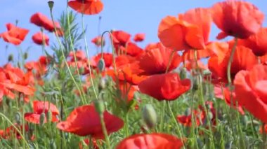 Gün doğumunda bir tarlada kırmızı yabani haşhaş çiçeği